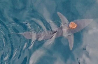 Scientists Seize Footage of Octopus Using Shark’s Again