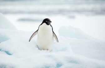 The Shocking Hyperlink Between Penguin Poop and Cloud Formation