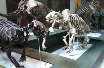 Why Historic Sloths Turned the Measurement of Elephants—and Then Vanished