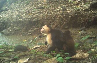 Capuchins Are Abducting Child Howler Monkeys in Unusual, Lethal New Development