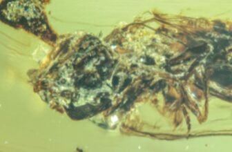 Unreal Amber Fossils Present ‘Final of Us’ Zombie Fungus Terrorizing Bugs Through the Cretaceous