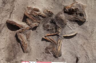 Steel Detectorist Discovers Uncommon Boat Grave Containing Viking Girl and Her Canine